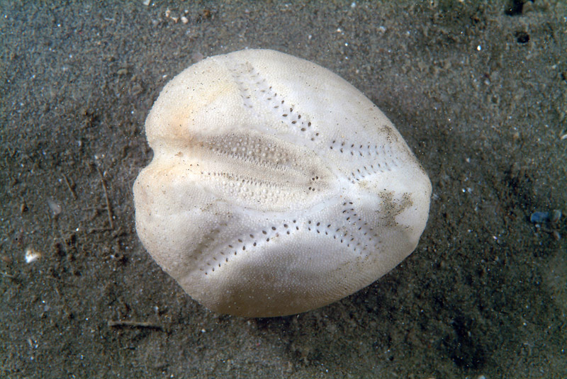 Echinocardium sp.